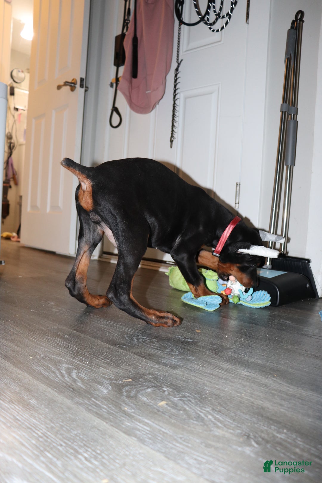 Doberman Pinscher dogs for sale: Colby - Ad 4