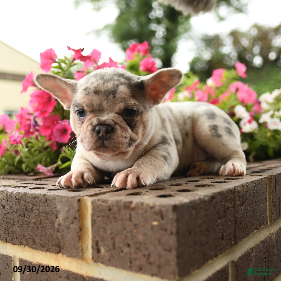 French Bulldog dogs for sale: Pearl - Ad 1