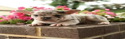 French Bulldog dogs for sale: Pearl - Ad 1