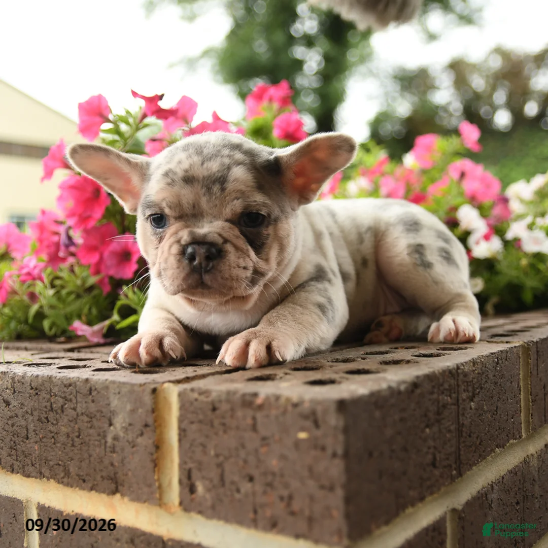 French Bulldog dogs for sale: Pearl - Ad 1