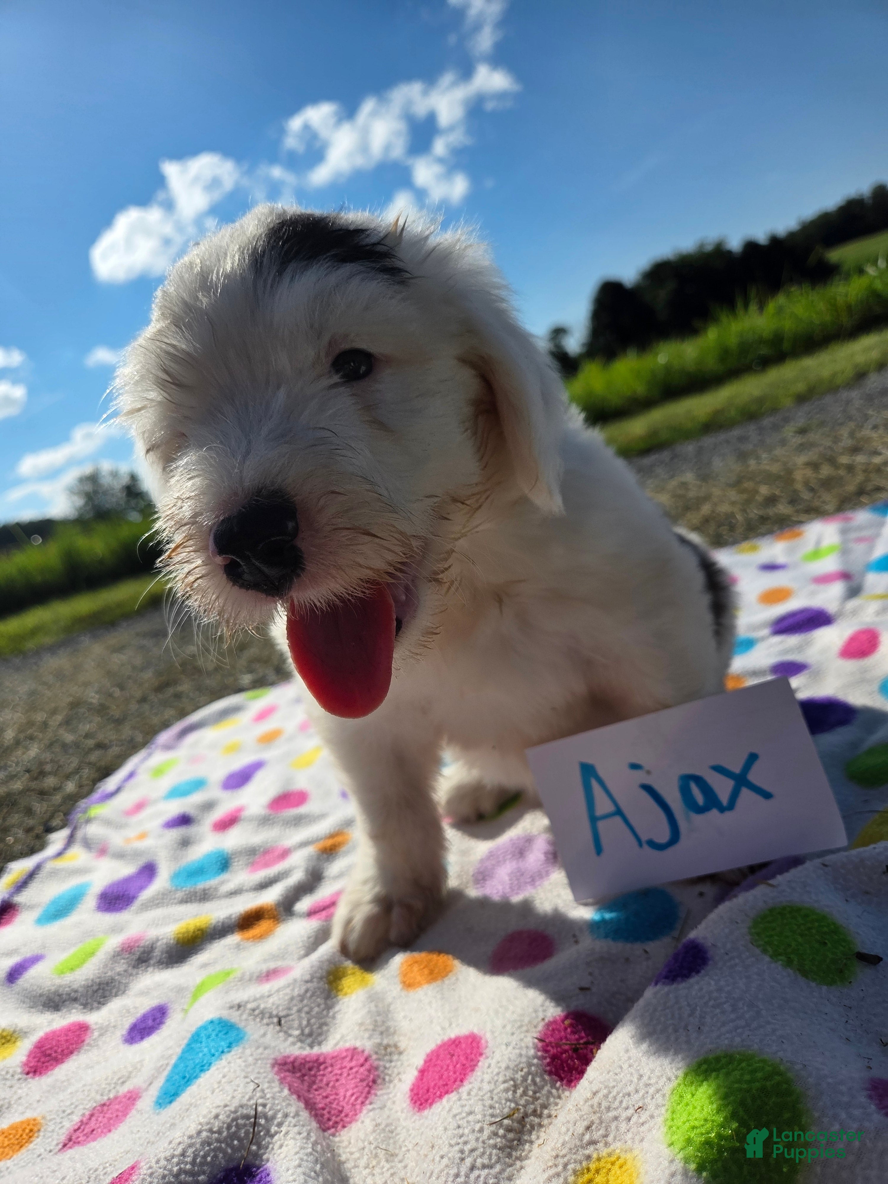 Sheepadoodle dogs Sheepadoodle 6 - Ad 5