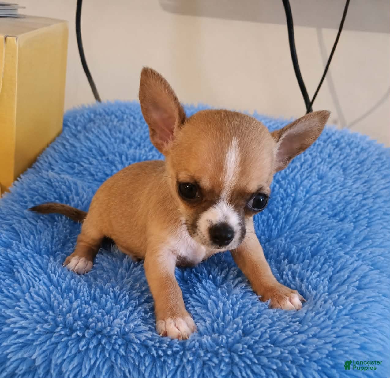 Chihuahua dogs LIL TEACUP BANDIT - Ad 20