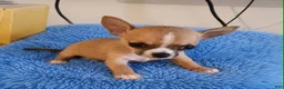 Chihuahua dogs for sale: LIL TEACUP BANDIT - Ad 1