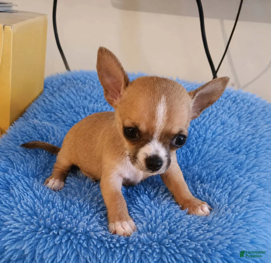 Chihuahua dogs for sale: LIL TEACUP BANDIT - Ad 1