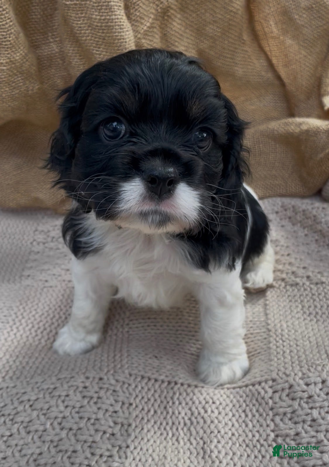 Mixed Breed dogs Zoë - Ad 1