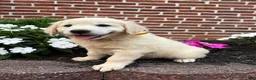Golden Retriever dogs for sale: Gigi  - Ad 4