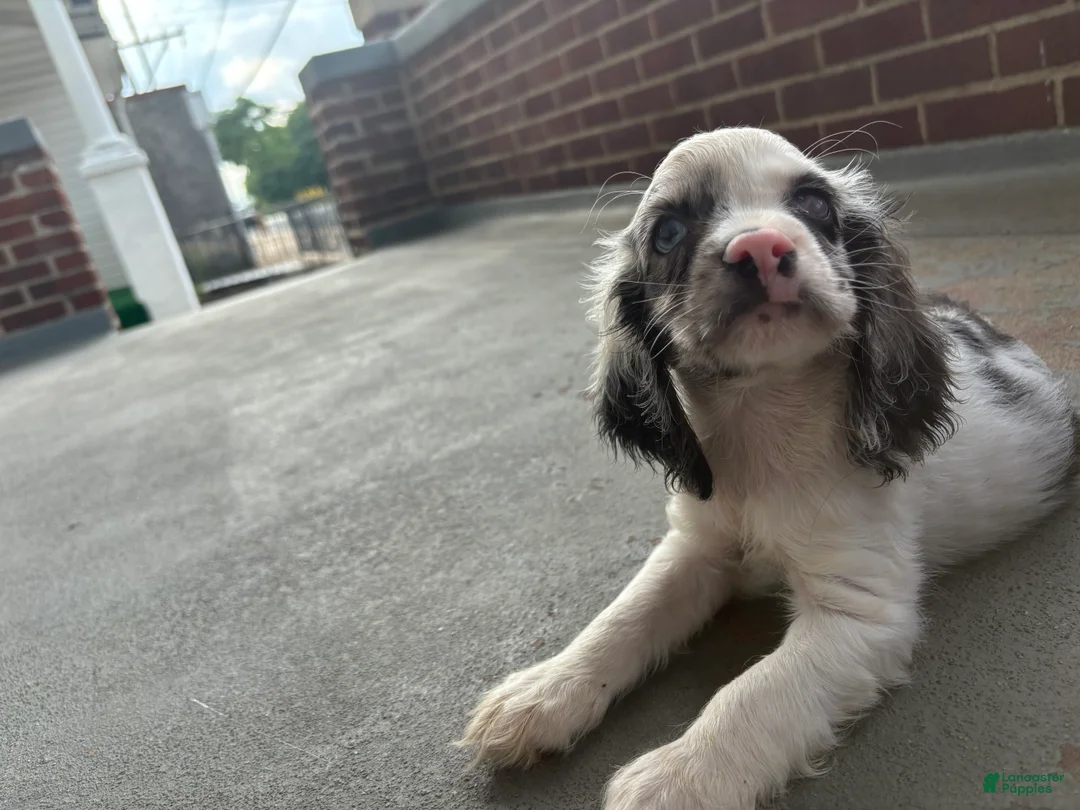 Cocker Spaniel dogs for sale: Cocker Spaniel 1 - Ad 2