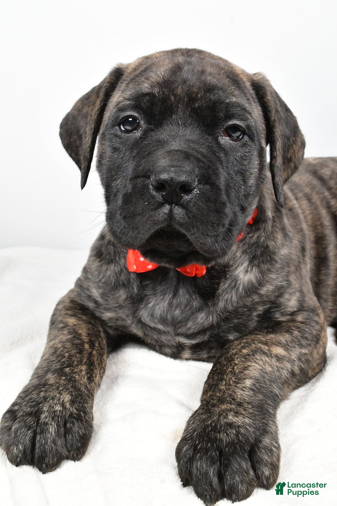 English Mastiff dogs for sale: Skip - Ad 3