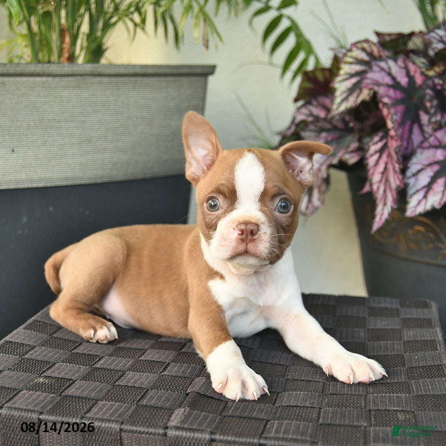 Boston Terrier dogs West  - Ad 2