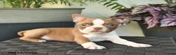 Boston Terrier dogs for sale: West  - Ad 2