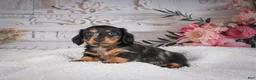 Miniature Dachshund dogs for sale: AKC-Mason - Ad 7