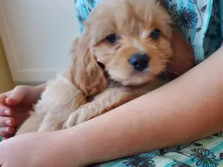 Cavachon dogs Caramel - Ad 6