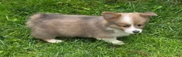 Welsh Corgi Pembroke dogs for sale: Dazzling Danny - Ad 21