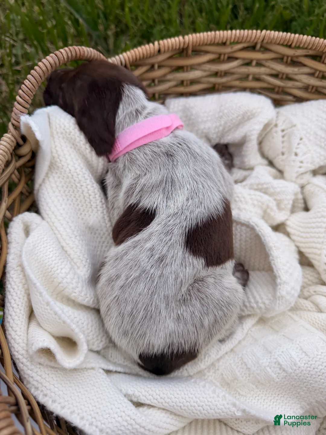 German Shorthaired Pointer dogs for sale: Merritt - Ad 2