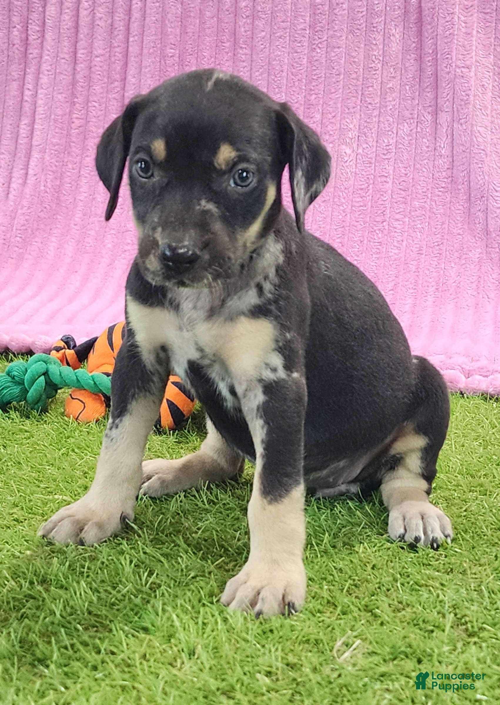 Catahoula Leopard Dog dogs Tess 2025 Female 4 - Ad 5