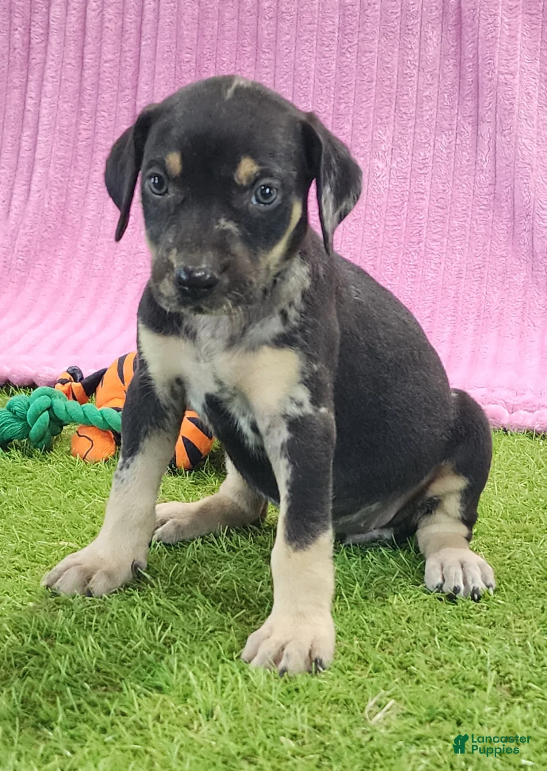 Catahoula Leopard Dog dogs for sale: Tess 2025 Female 4 - Ad 1