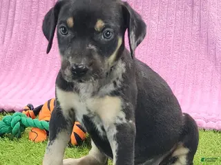 Catahoula Leopard Dog dogs Tess 2025 Female 4 - Ad 5