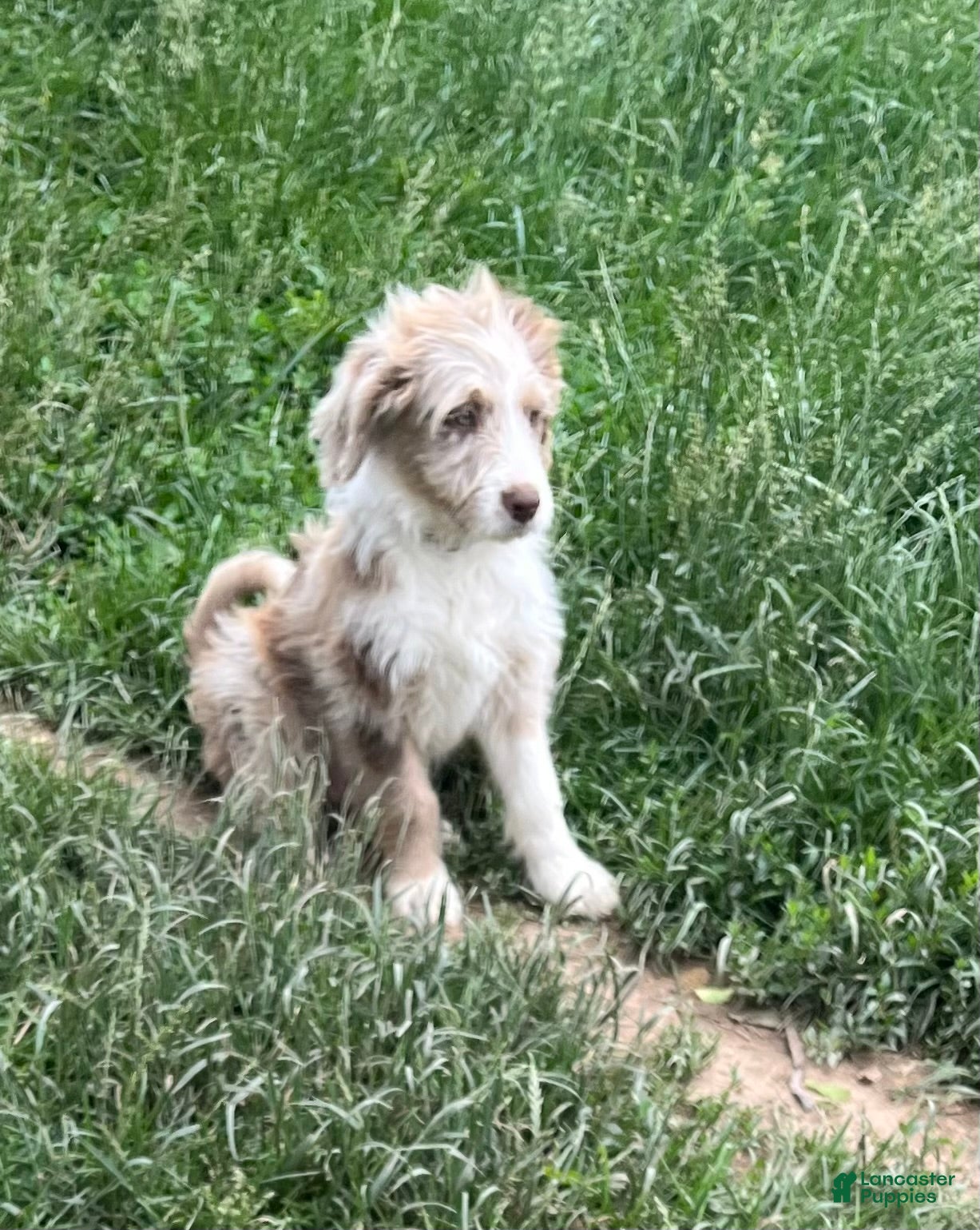 Aussiedoodle dogs Buckle - Ad 2