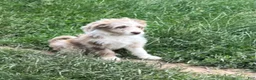 Aussiedoodle dogs for sale: Buckle - Ad 4