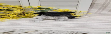 Jet