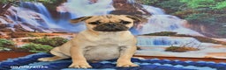 Pug dogs for sale: Sparky - Ad 18