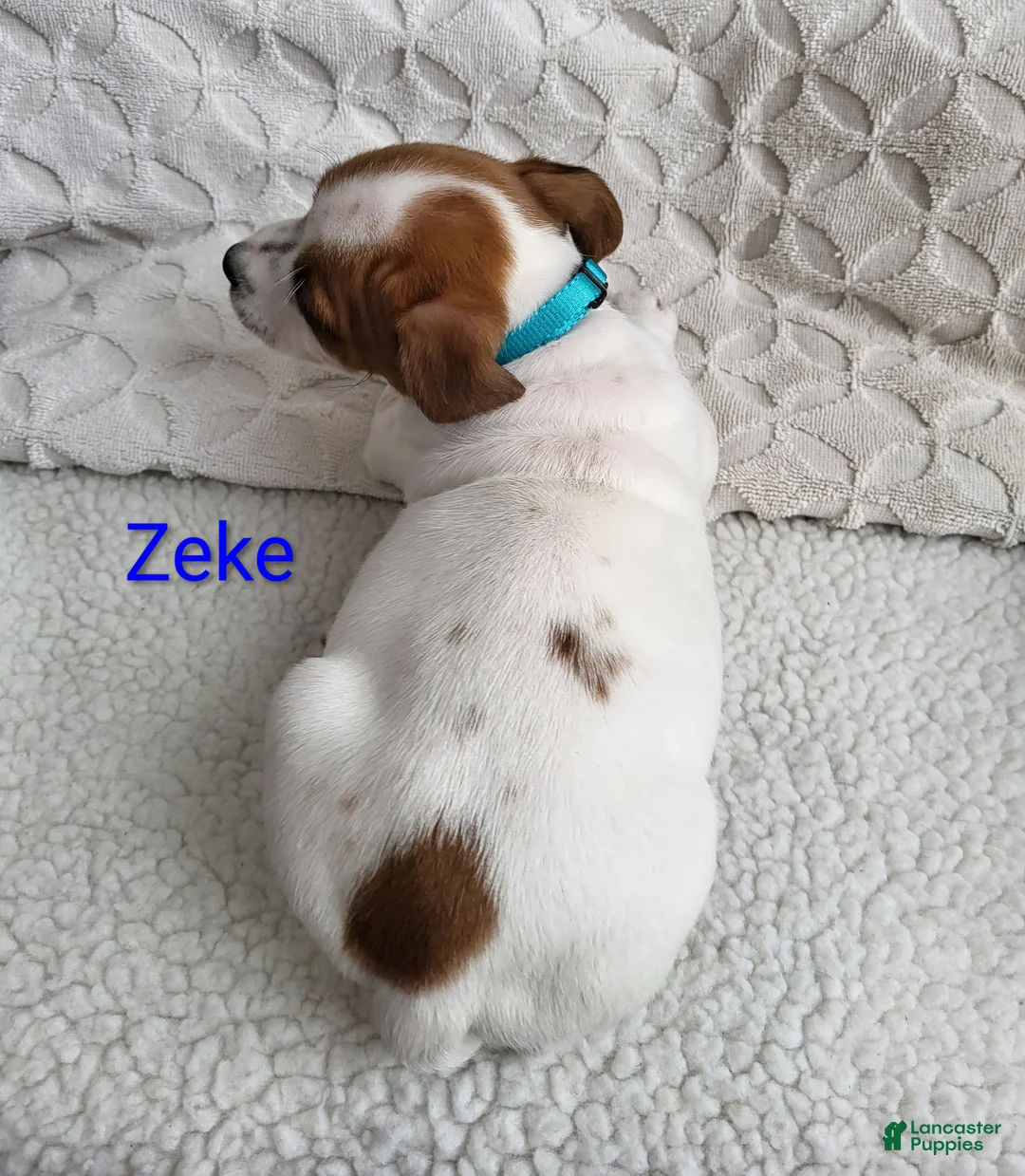 Jack Russell Terrier dogs for sale: Jack Russell Terrier Puppy 1 - Ad 3