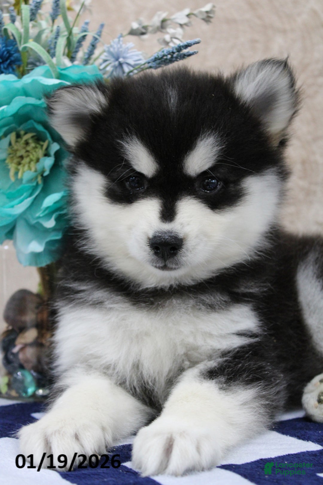 Pomsky dogs for sale: Conrad - Ad 3