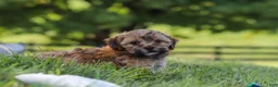 Yorkiepoo dogs for sale: Teddy - Ad 5