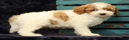 Miniature Poodle dogs for sale: Mitch - Ad 5