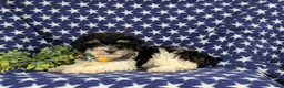 Bichpoo dogs for sale: Cassidy - Ad 4