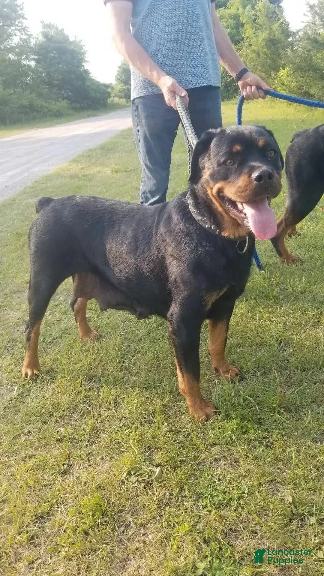 Rottweiler dogs for sale: Rottweiler Puppy 3 - Ad 2