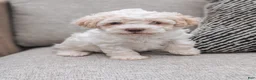 Havanese dogs for sale: Tessa - Ad 4