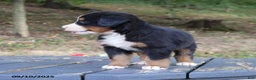 Bernese Mountain Dog dogs for sale: Jenny - Ad 7