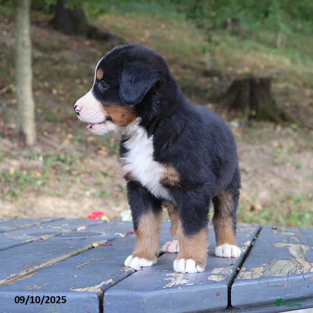 Bernese Mountain Dog dogs for sale: Jenny - Ad 7