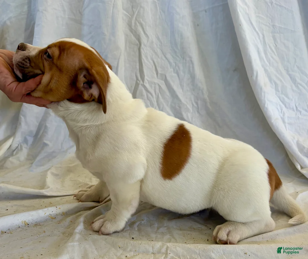 American Bulldog dogs for sale: American Bulldog Puppy 3 - Ad 2