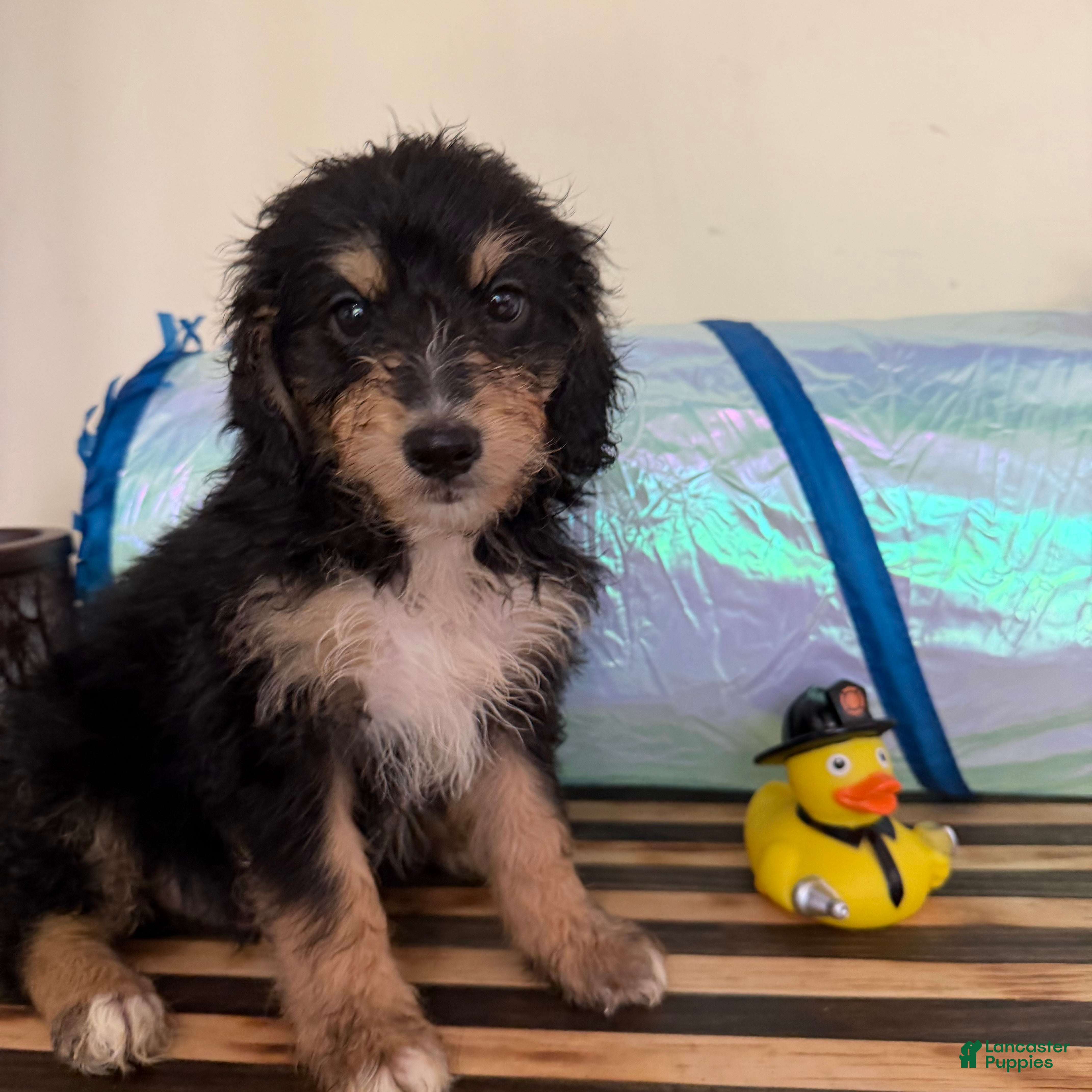 Mini Goldendoodle dogs Max - Ad 2