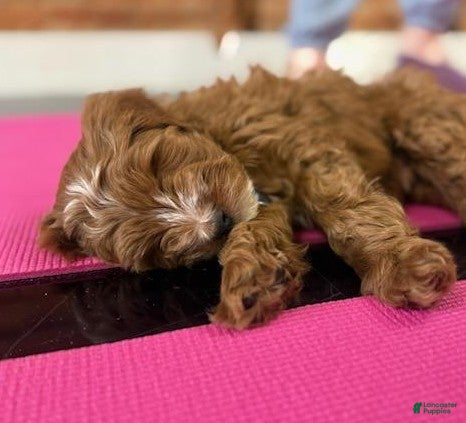 Mini Goldendoodle dogs Waylon 💙 Genetic Clear Parents - Ad 1