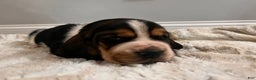 Basset Hound dogs for sale: Tweeder - Ad 6