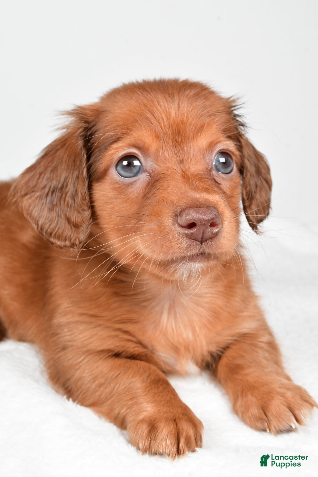 Miniature Dachshund dogs for sale: Banks - Ad 5