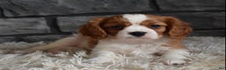 Cavalier King Charles Spaniel dogs for sale: Rocky - Ad 8