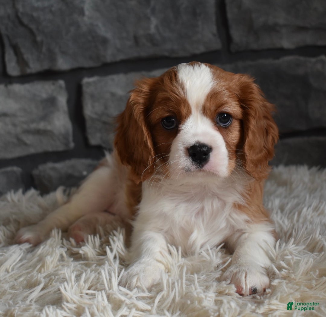 Cavalier King Charles Spaniel dogs for sale: Rocky - Ad 8