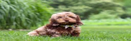 Cockapoo dogs for sale: Quinton - Ad 2