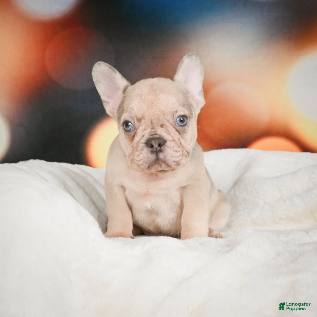 French Bulldog dogs for sale: Axel - Ad 6