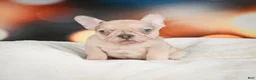 French Bulldog dogs for sale: Axel - Ad 14