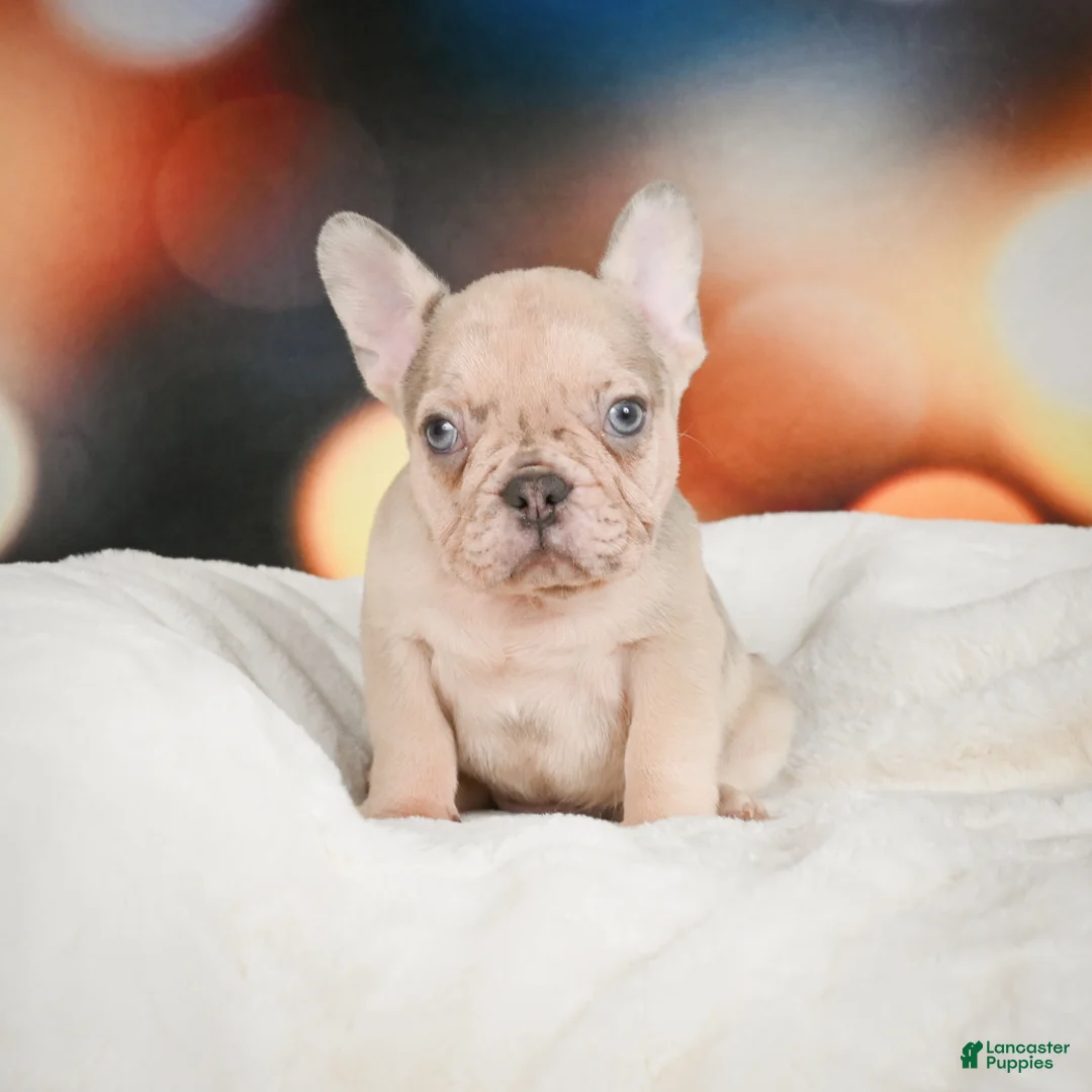 French Bulldog dogs for sale: Axel - Ad 14