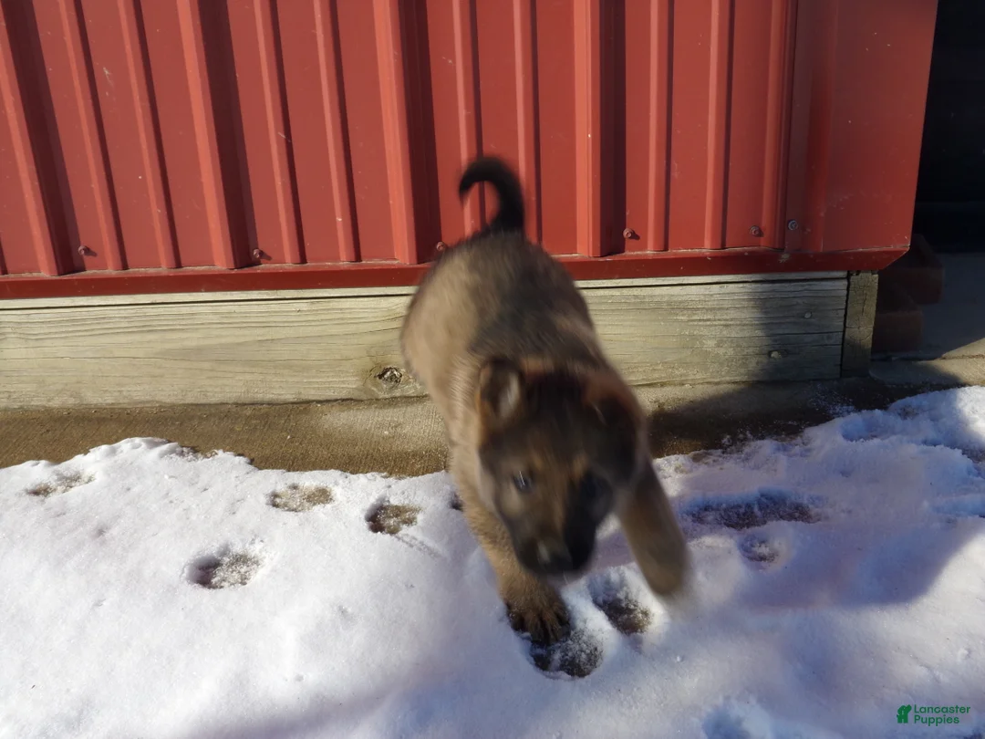 German Shepherd dogs for sale: Casper - Ad 3