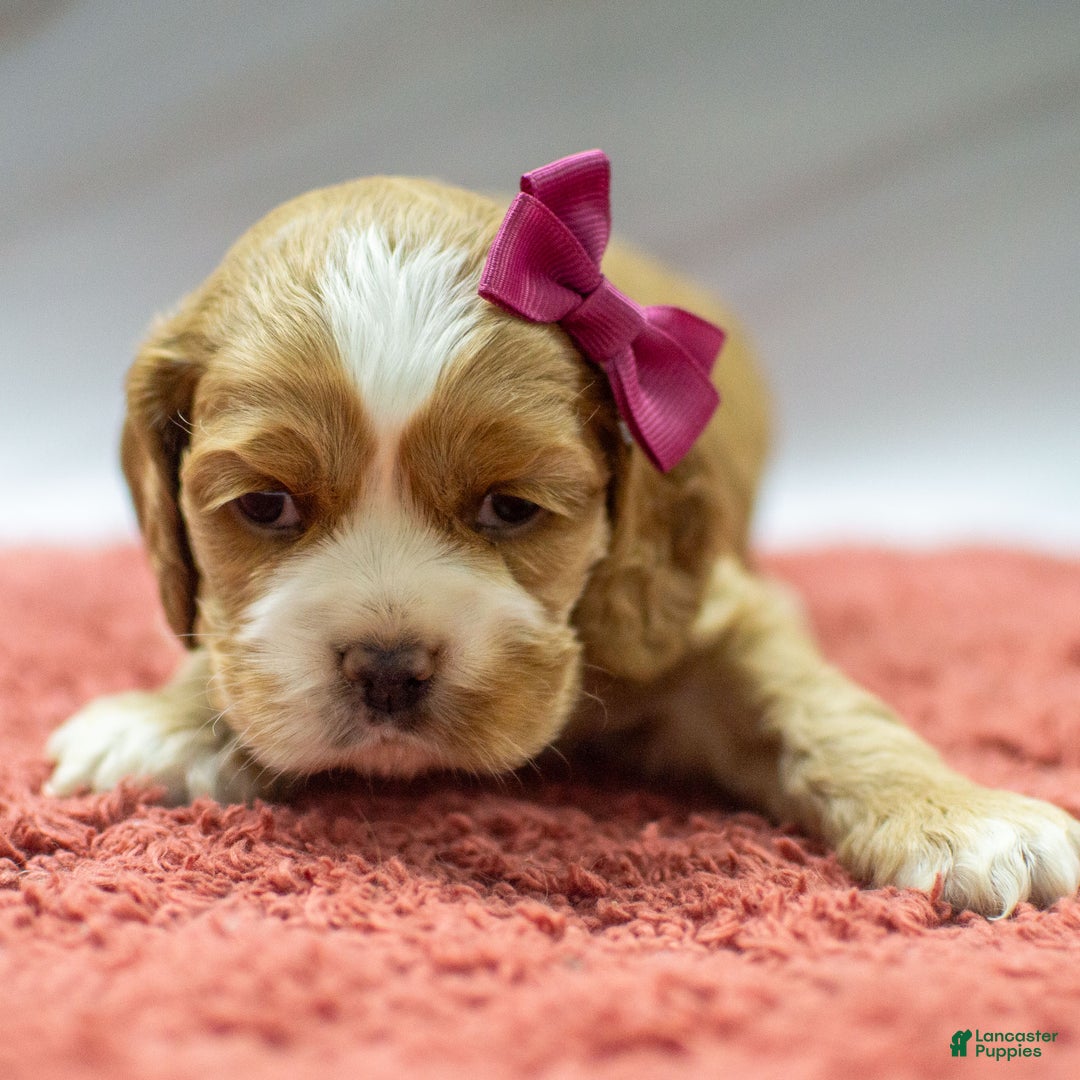 Cocker Spaniel dogs for sale: Nicki - Ad 4