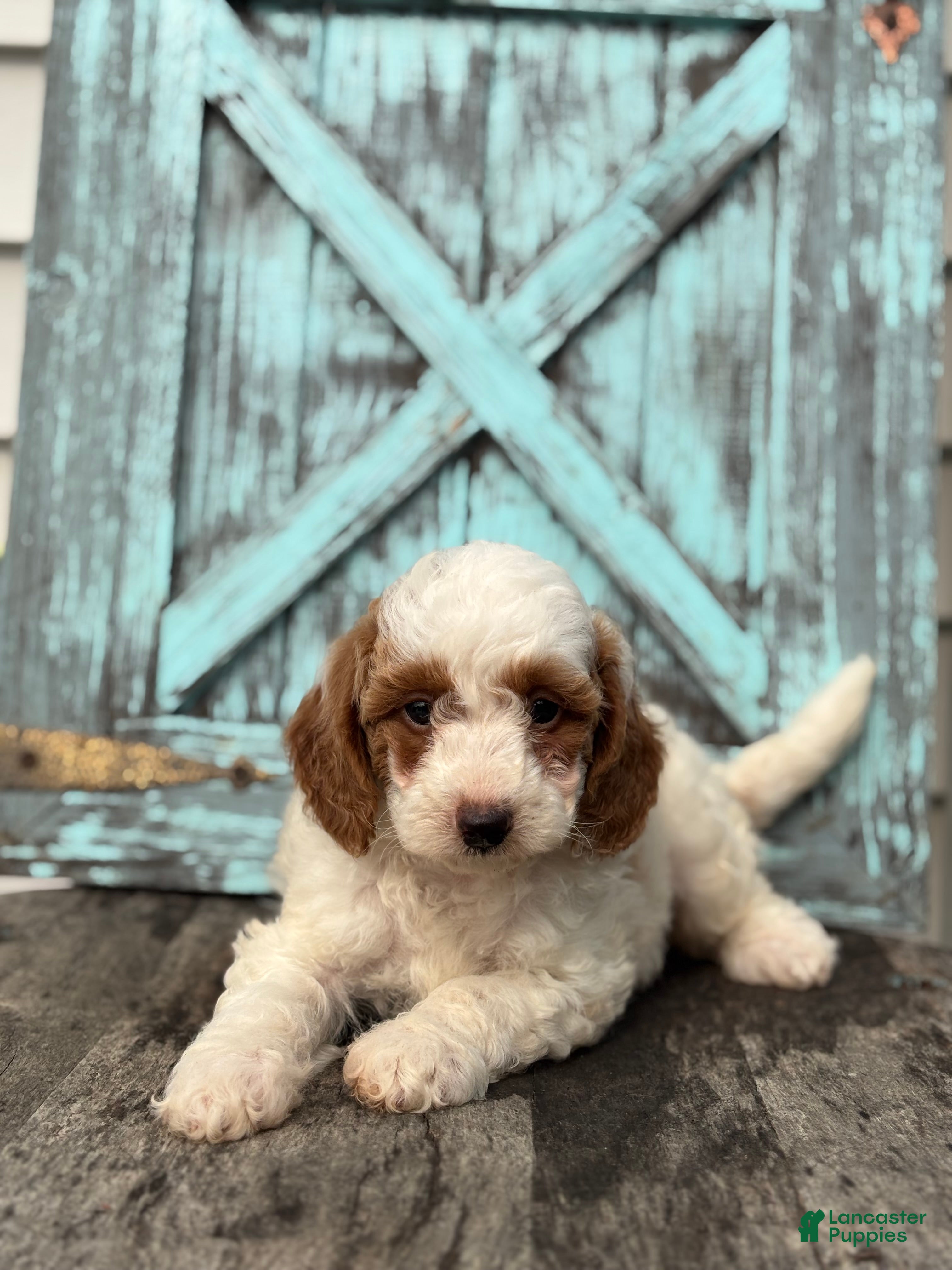 Mini Goldendoodle dogs Griffin - Ad 2