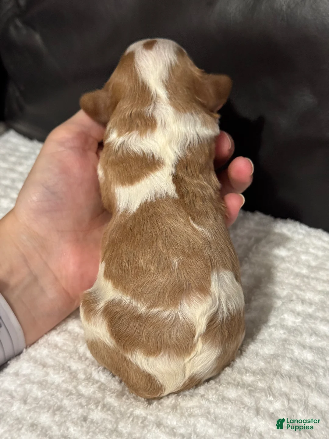 Cavapoo dogs for sale: Milo - Ad 5