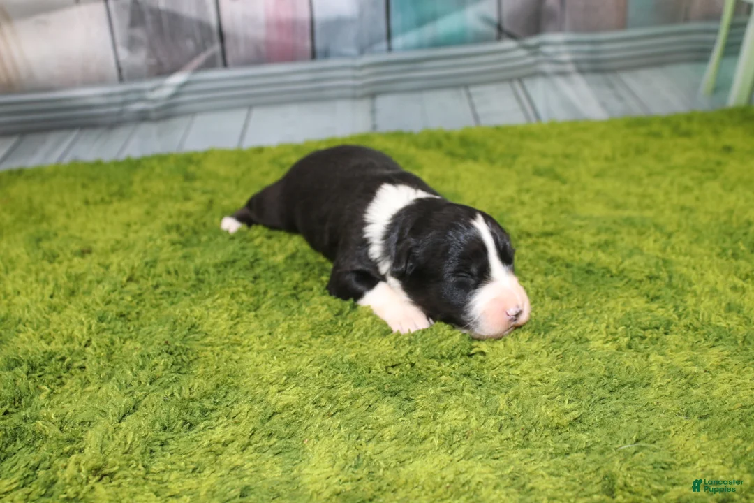 Australian Shepherd dogs for sale: Australian Shepherd Puppy 2 - Ad 2